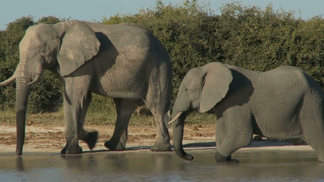 Elephants in Africa