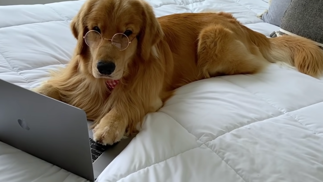 Dog lying on bed with laptop
