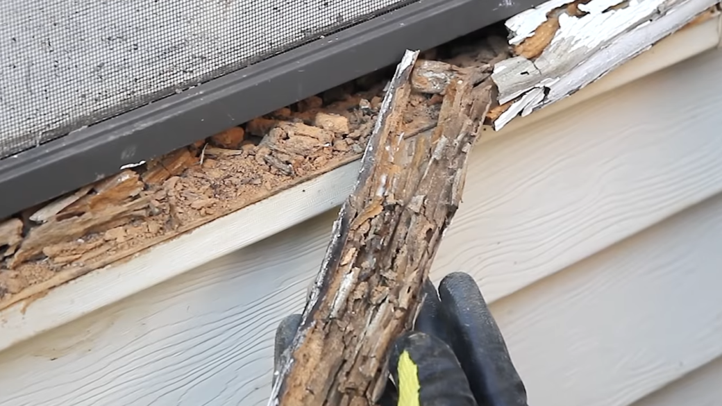termites in wood