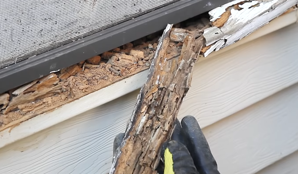 termites in wood