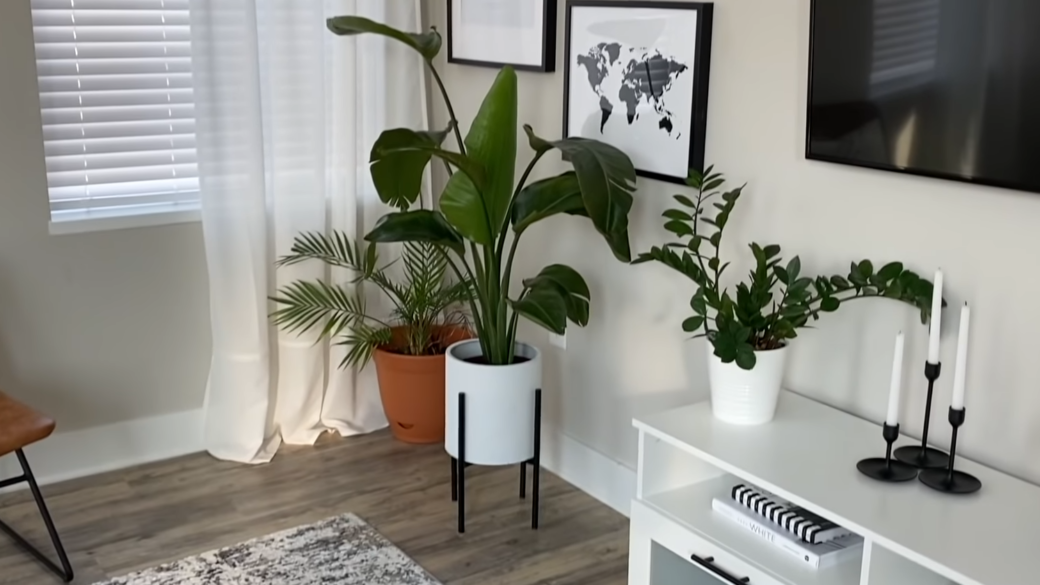 plant in apartment