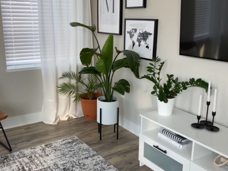 plant in apartment