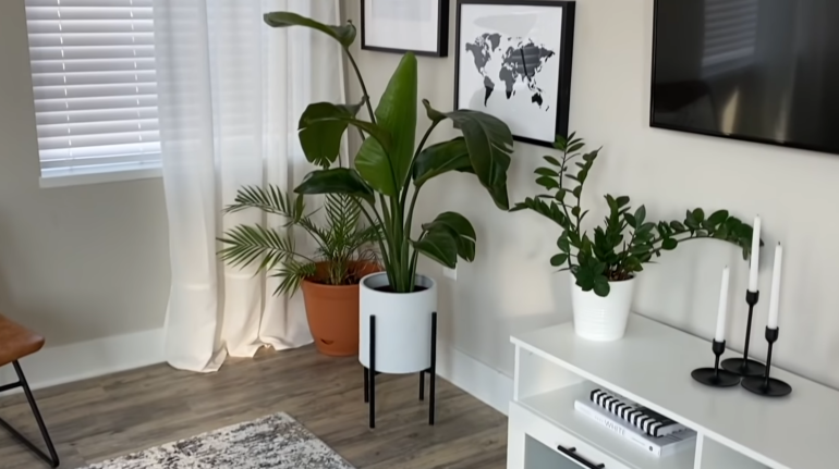 plant in apartment