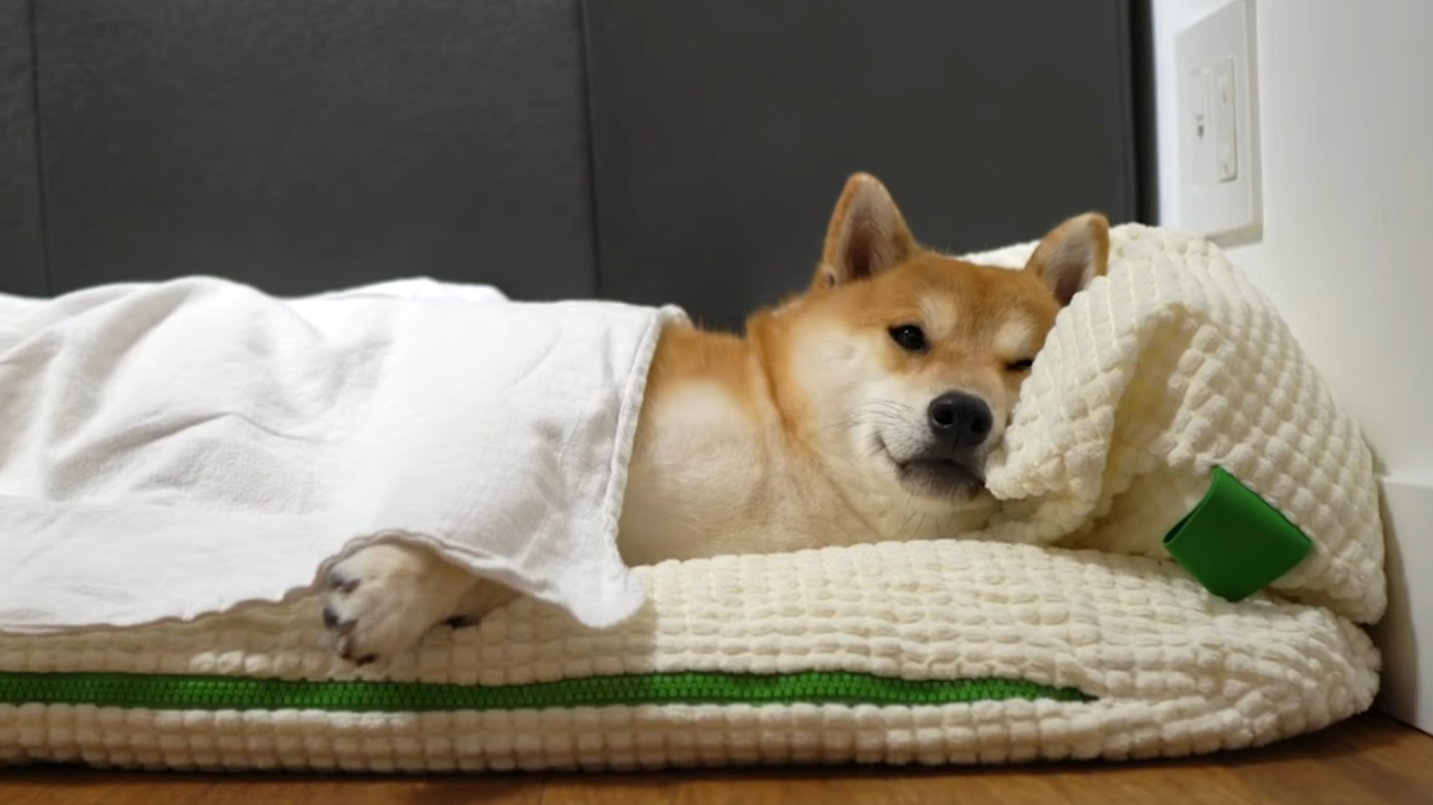 Shiba Inu Dog