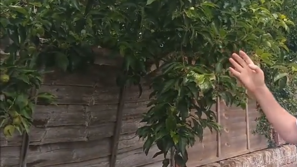 neighbors branches hanging over fence