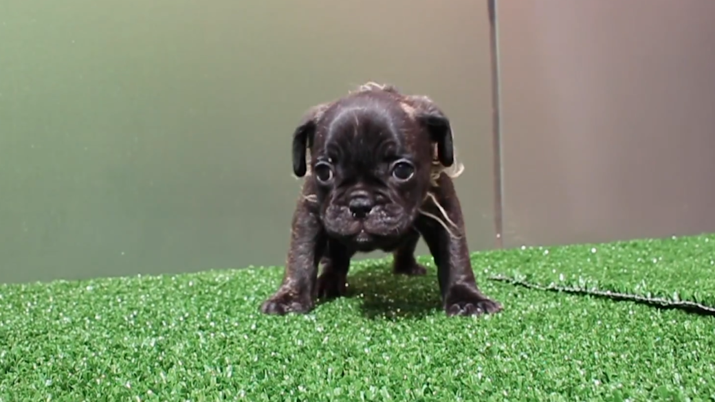 Small black dog on artificial grass