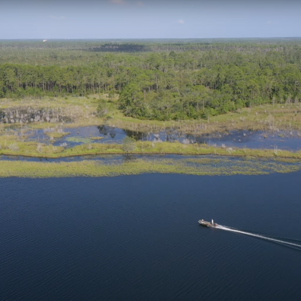 Ocala National Forest Florida