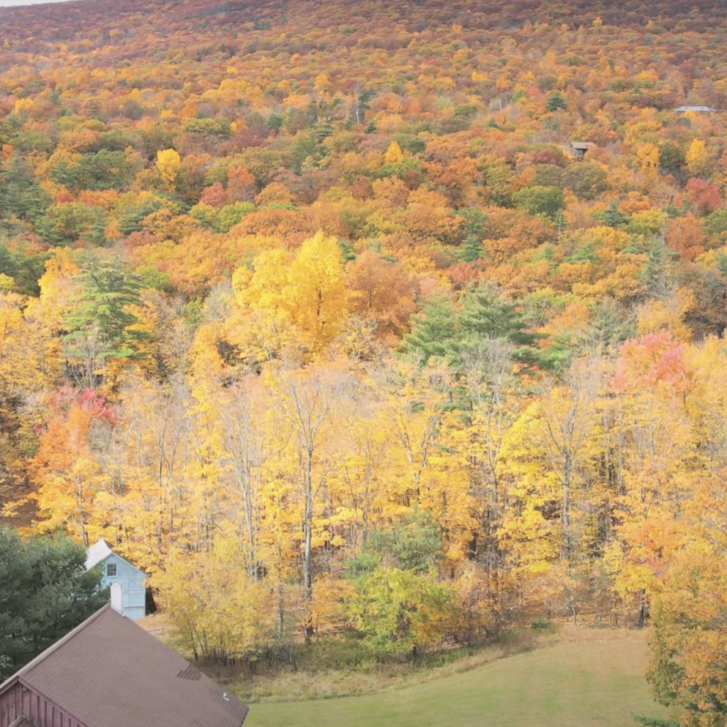 foliage near Woodstock NY