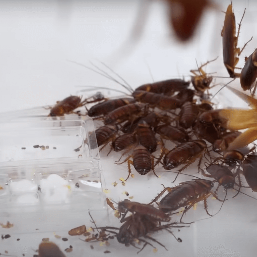 My Apartment Has Roaches Can I Break My Lease? HouseReal