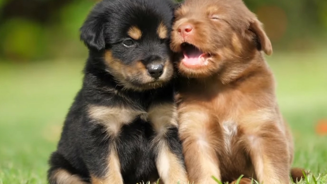 Two puppies in a garden