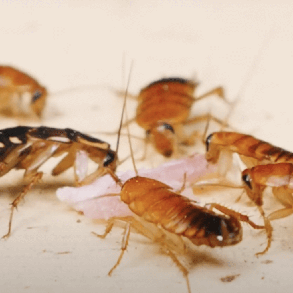 Can Renters Refuse Pest Control in Their Apartment? HouseReal