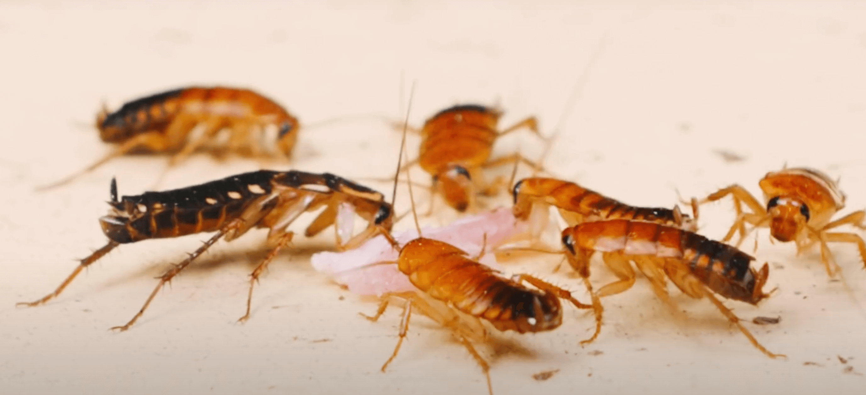 Can Renters Refuse Pest Control in Their Apartment? HouseReal