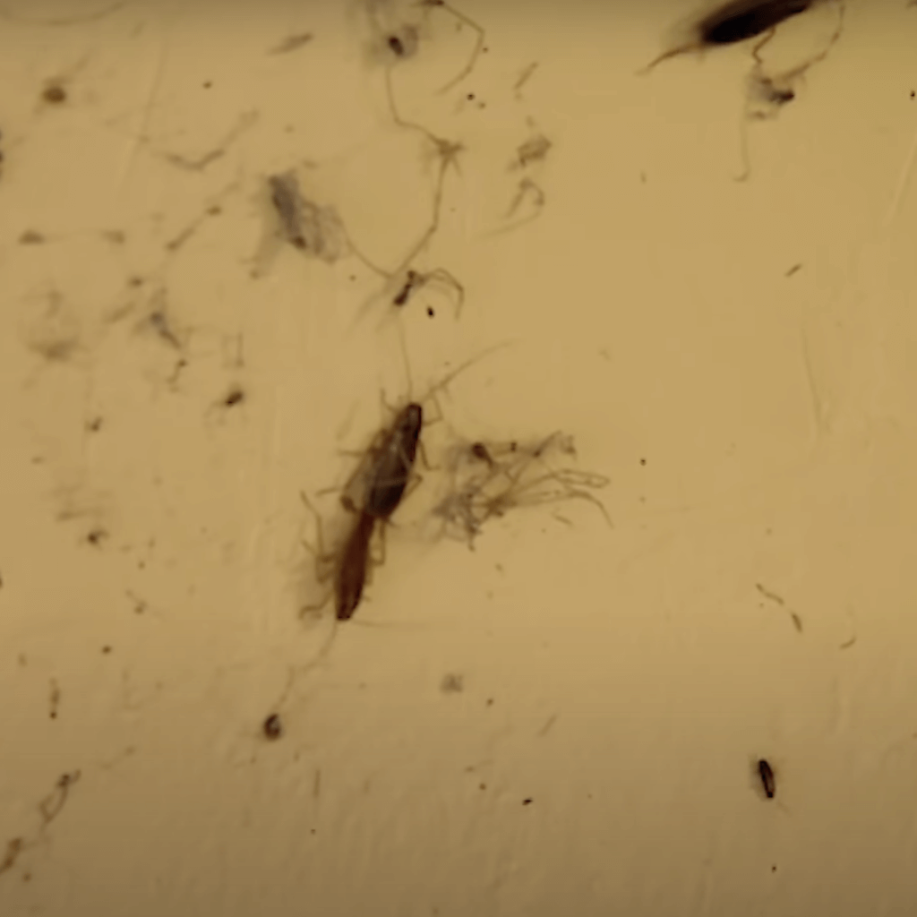 How to Get Roaches Out of Refrigerator Motor 10 Proven Methods HouseReal