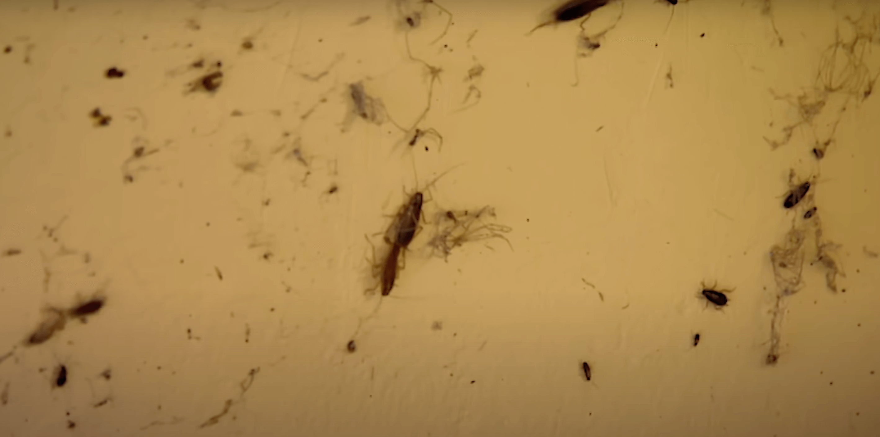 How to Get Roaches Out of Refrigerator Motor 10 Proven Methods HouseReal